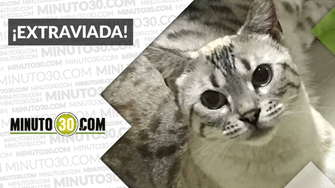 gatitaperdida