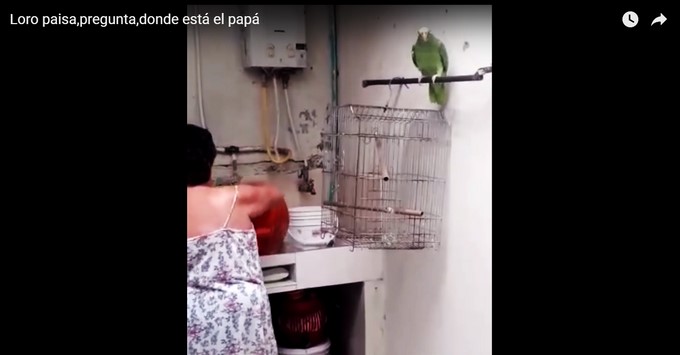 Loro/ Captura tomada de Youtube: fernandoc777