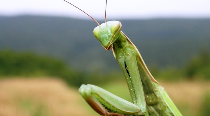 Mantis/ Tomada de Informacion sobre animales