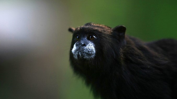 En su parque principal, Envigado celebra ser declarada Área Libre de Fauna Silvestre en Cautiverio 2 mono_enano