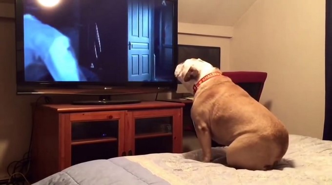 Captura tomada de Youtube: Elvis and Khaleesi