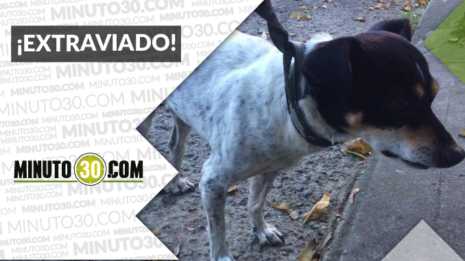 perritoenvigado