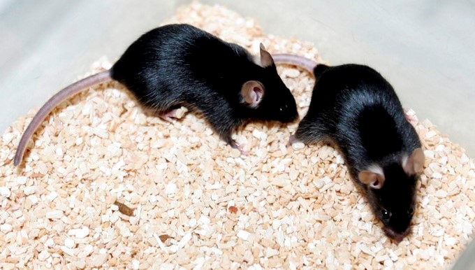 Los investigadores tuvieron en cuenta que poco después del nacimiento, hay un período en el que la exposición de los ratones a los tonos acústicos mejora la representación de esa frecuencia en la zona del cerebro que se encarga de procesar los sonidos. EFE/Archivo