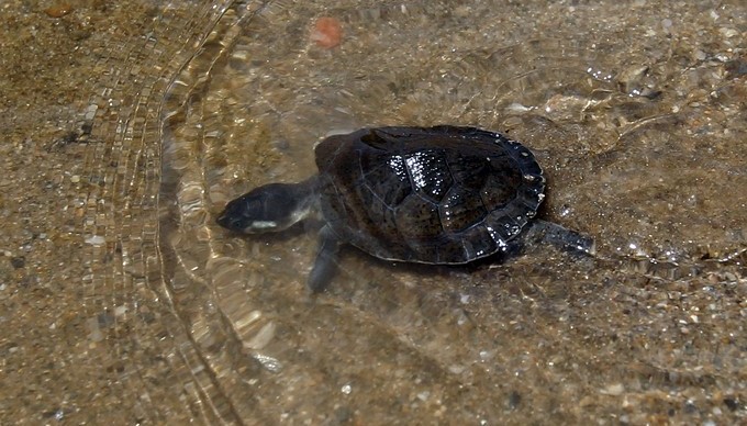 Una tortuga de río después de ser liberada en el río. EFE/Archivo