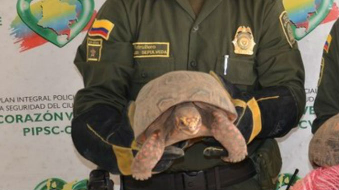 tortuga_Geochen_Carbonaria