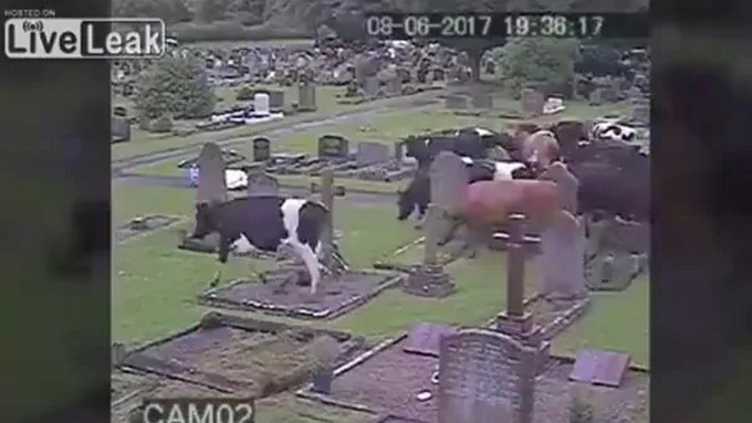 Captura tomada de Live Leak