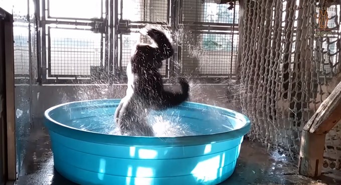 Gorila Zola/ Tomada de Youtube: Dallas ZooTube