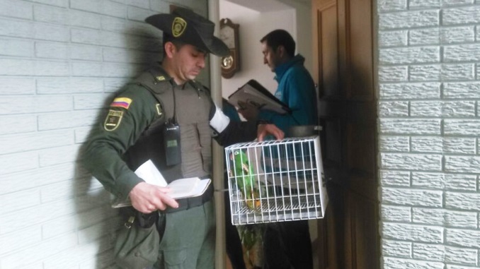 FOTOS: Fauna silvestre entre loros y torcazas recuperó la Policía en Bogotá