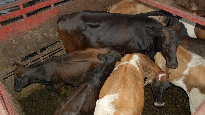 Cuatro municipios de Antioquia en cuarentena por cerco sanitario de control de Aftosa 1 Ganado_archivo