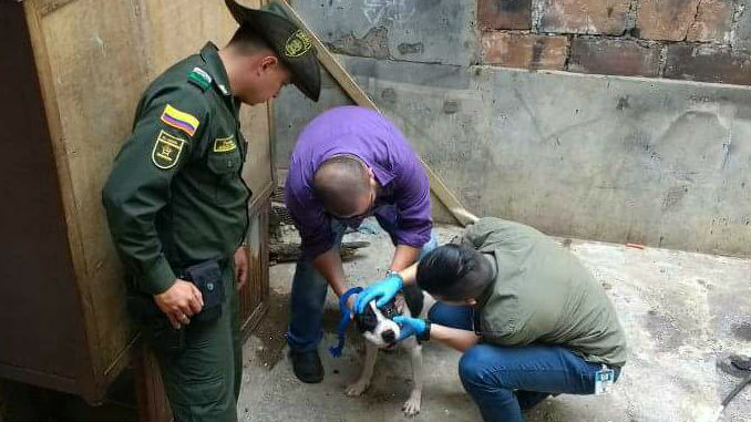 FOTOS: "Malú" fue rescatada de su antigua vivienda y ahora está en un albergue 3 Milu_perra_Robledo