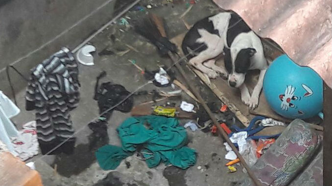 FOTOS: "Malú" fue rescatada de su antigua vivienda y ahora está en un albergue 1 Milu_perra_Robledo_2.jpg