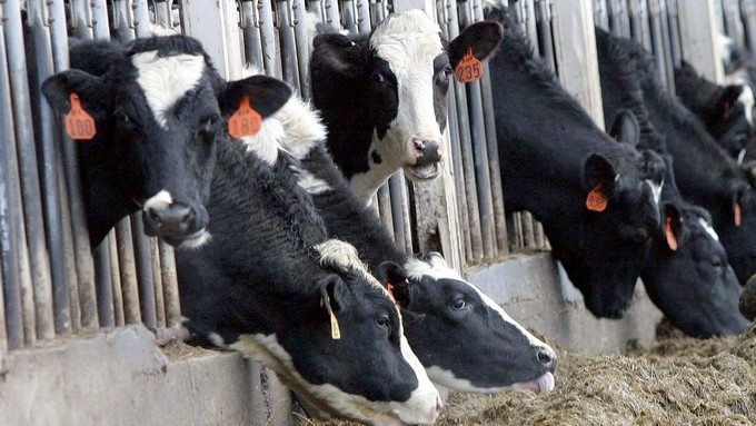 Unión Europea anuncia apoyo para el sector lácteo y el agro colombiano con 13,4 millones de dólares