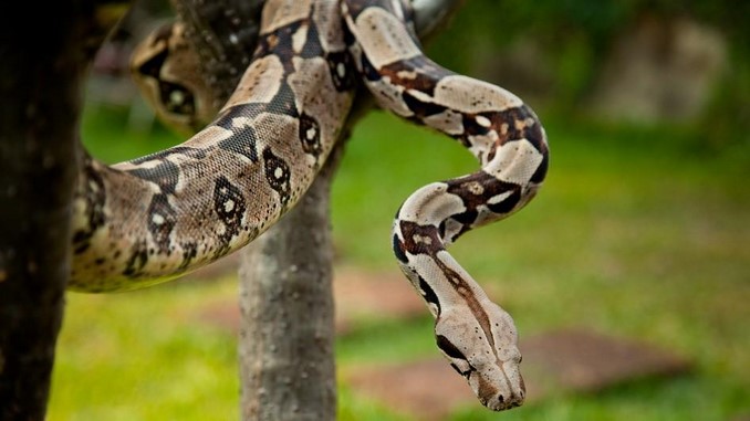 boa constrictor