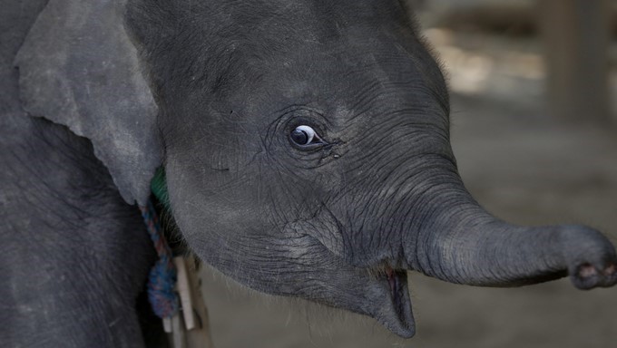 Una cría de elefante huérfana llamada Yu Yu Htay mira a su alrededor en el Centro de elefantes Wingabaw en Bago, a 62 kilómetros de Rangún (Birmania). EFE/Archivo