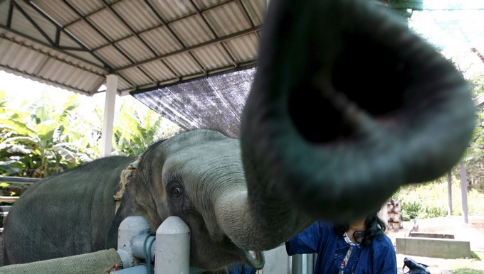 La joven elefante tailandesa Mocha, que perdió su pie después de pisar una mina en la frontera con Birmania. EFE/Archivo