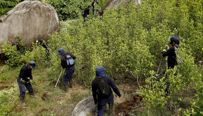 De la coca al café para superar el dolor de las minas antipersona en Colombia