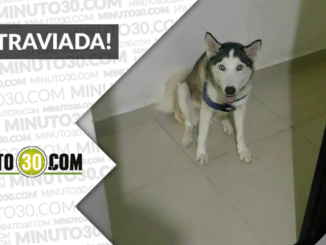 "Luna" se perdió en Aranjuez ¡Comparte! 1 luna