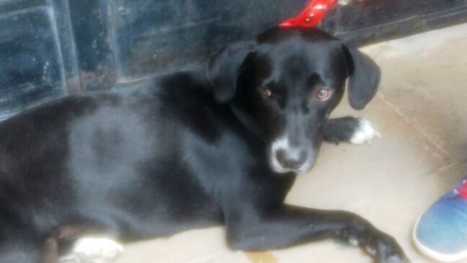 Con huella y todo. Perrito interpone una tutela para reclamar atención veterinaria