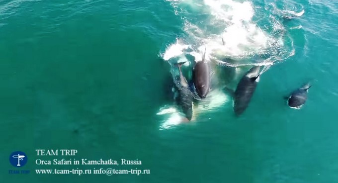 Orcas/ Captura tomada de Youtube: Team Trip