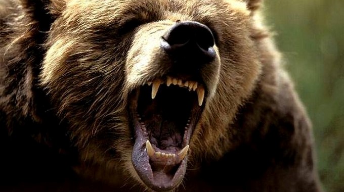 Oso/ Tomada de jilliansjourneywithmelanoma.blogspot.com