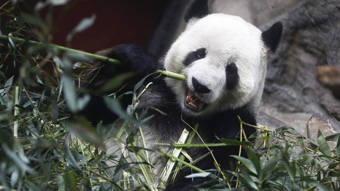 En China crearon una aplicación de reconocimiento facial para distinguir pandas