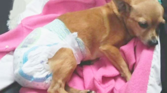 Caso maltrato animal en Bogotá