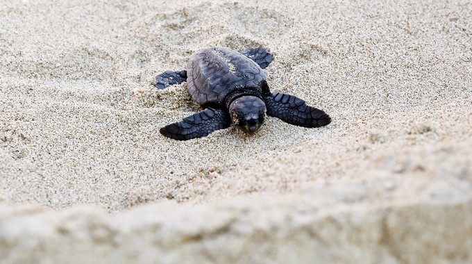 En la imagen, un tortuga boba, especie clasificada "en peligro" por la Unión Internacional para la Conservación de la Naturaleza (IUCN, en inglés), mide entre 2,4 y 3,5 pies (74-107,5 centímetros) y puede pesar entre 70,2-186,8 kilogramos. EFE/Archivo