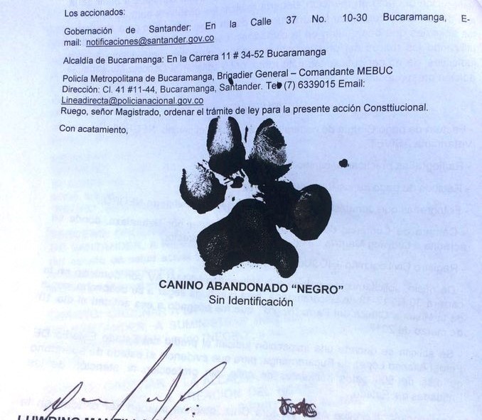 Con huella y todo. Perrito interpone una tutela para reclamar atención veterinaria