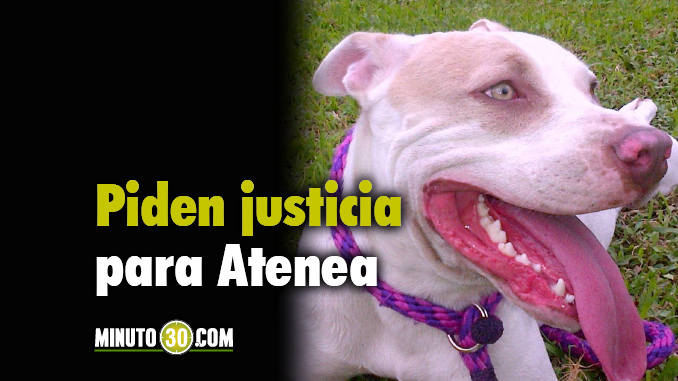 atenea_perrita_asesinada_copacabana