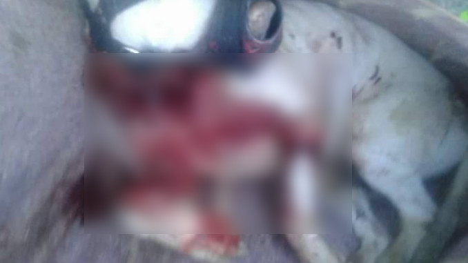 ATENEA PERRITA ASESINADA COPACABANA