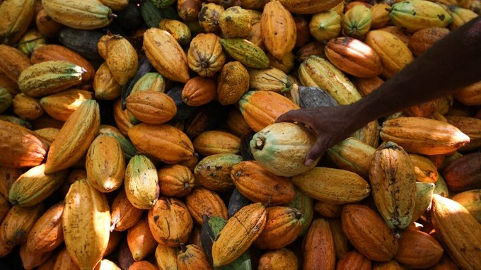 Sierra Nevada de Santa Marta en Colombia renace con cultivos de cacao