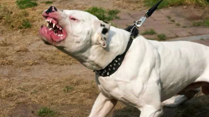 Perro_Pit_Bull_Bravo