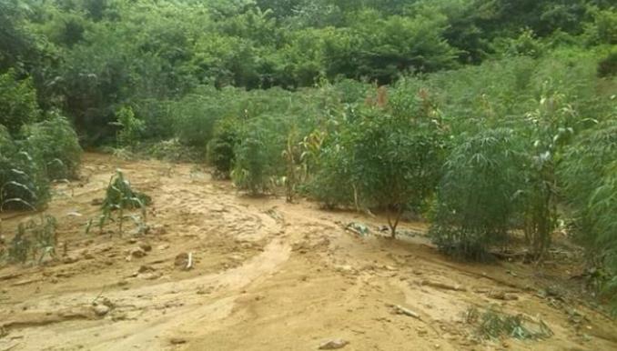 Avalancha en Tubará, Atlántico, arrasó con cultivos y dejó más de 6.000 animales muertos