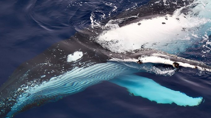 Fotografía facilitada por la institución científica gubernamental CSIRO. Las poblaciones de algunas especies de ballenas del Hemisferio Sur no se habrán recuperado en 2100 pese a las medidas contra la caza indiscriminada que las puso al borde de la extinción, aunque otras lo harán para el 2050, según un estudio publicado hoy en Australia. EFE