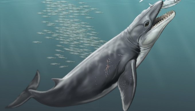 Fotografía sin fechar facilitada hoy, 30 de agosto de 2017, de una reproducción artística de una ballena primitiva llamada "Janjucetus". Los antepasados primitivos de las ballenas tenían dientes "extremadamente afilados", similares a los leones y los lobos, que utilizaban para devorar a sus presas, y no para filtrar sus alimentos, según un estudio publicado hoy. EFE/Museums Victoria