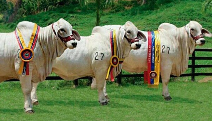 Fiscalía ocupó bienes por más de $400 mil millones del 'Clan del Golfo'