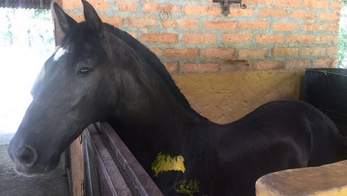 Fiscalía ocupó bienes por más de $400 mil millones del 'Clan del Golfo'