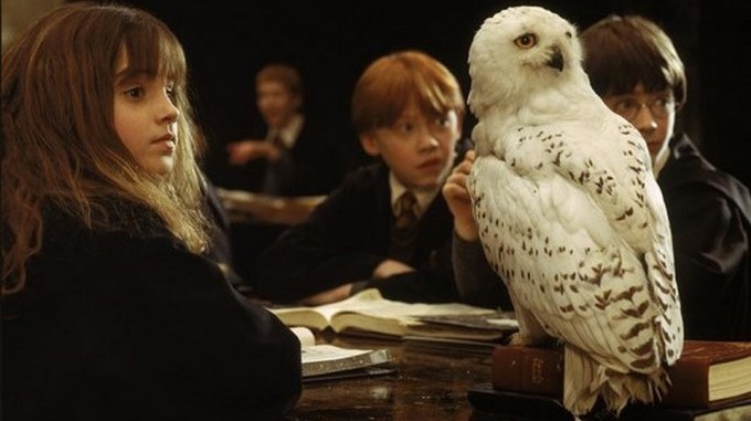 Hedwig de "Harry Potter"/ Tomada de Indicepr.com