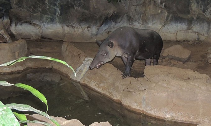tapir
