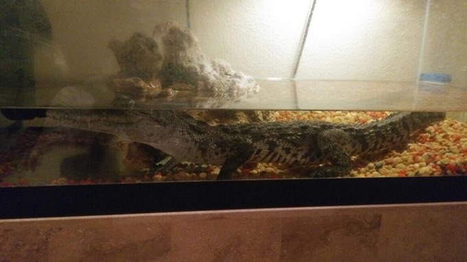 cocodrilo de pantano (Crocodylus moreletti) descubierto y decomisado por las autoridades en una casa de Ciudad Juárez, Chihuahua (México). EFE/PROFEPA/ SOLO USO EDITORIAL / NO VENTAS