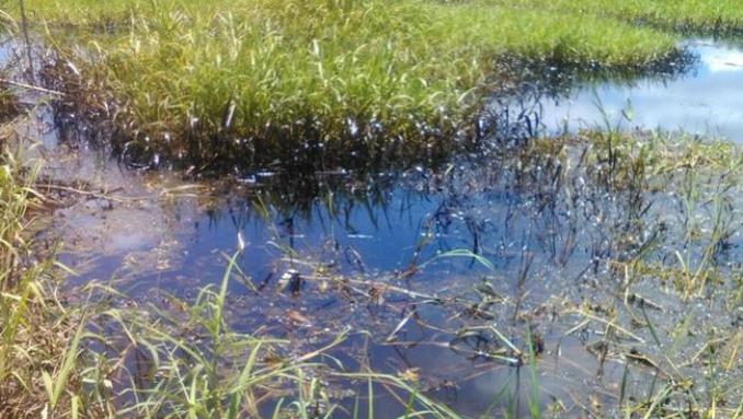 Muerte masiva de peces en Barrancabermeja por contaminación de afluente