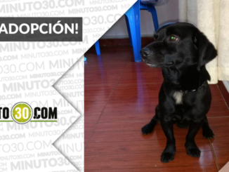 Este peludito busca un hogar. ¡Difunde! 1 g