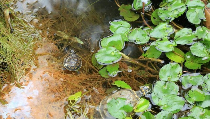 Animales víctimas del tráfico ilegal retornaron a su hogar