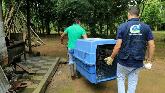 Animales víctimas del tráfico ilegal retornaron a su hogar
