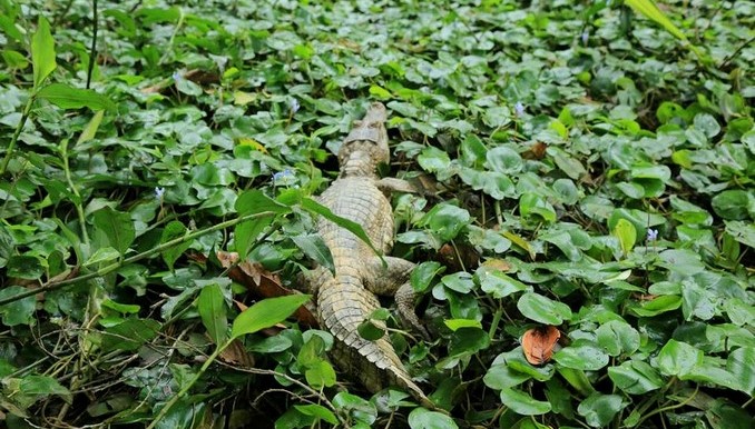 Animales víctimas del tráfico ilegal retornaron a su hogar