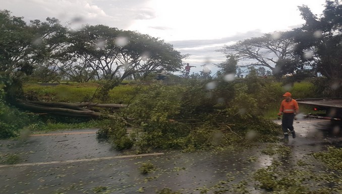 Árboles caídos y la suspensión del servicio de energía a causa de las fuertes lluvias en Cali