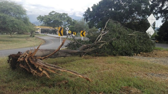 Árboles caídos y la suspensión del servicio de energía a causa de las fuertes lluvias en Cali