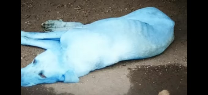 Perro azul/ Captura tomada de Youtube: Hindustan Times