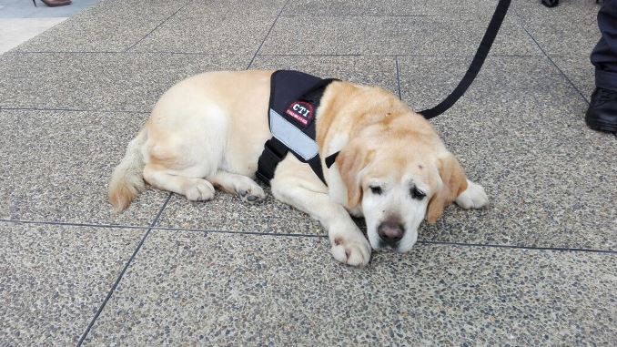 Con honores, así se jubilaron ocho perros de la Fiscalía