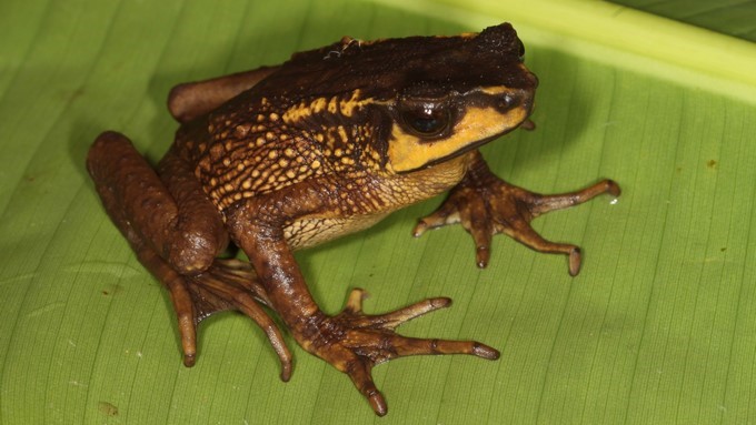 Fotografía tomada en el mes de julio, cedida hoy, sábado 12 de agosto de 2017, por Gabriela Bittencort, muestra un sapo andino en la reserva Drácula (Ecuador). EFE/Gabriela Bittencourt